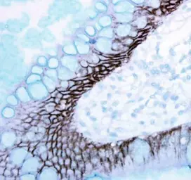 Anti-E-Cadherin antibody used in IHC (Paraffin sections) (IHC-P). GTX100443